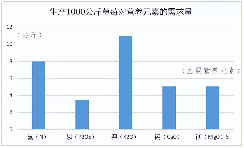 草莓种植如何科学补钙？