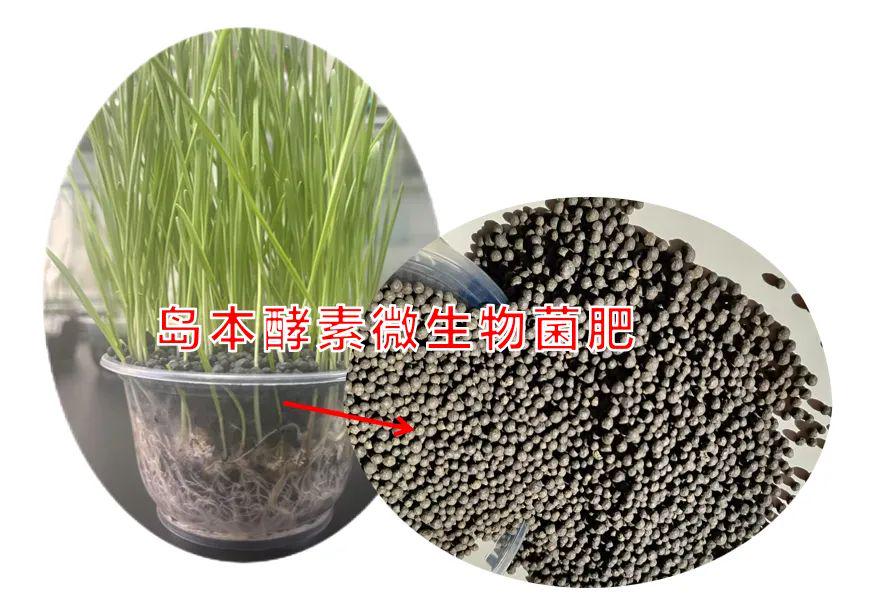 你在使用造粒的生物有机肥吗？