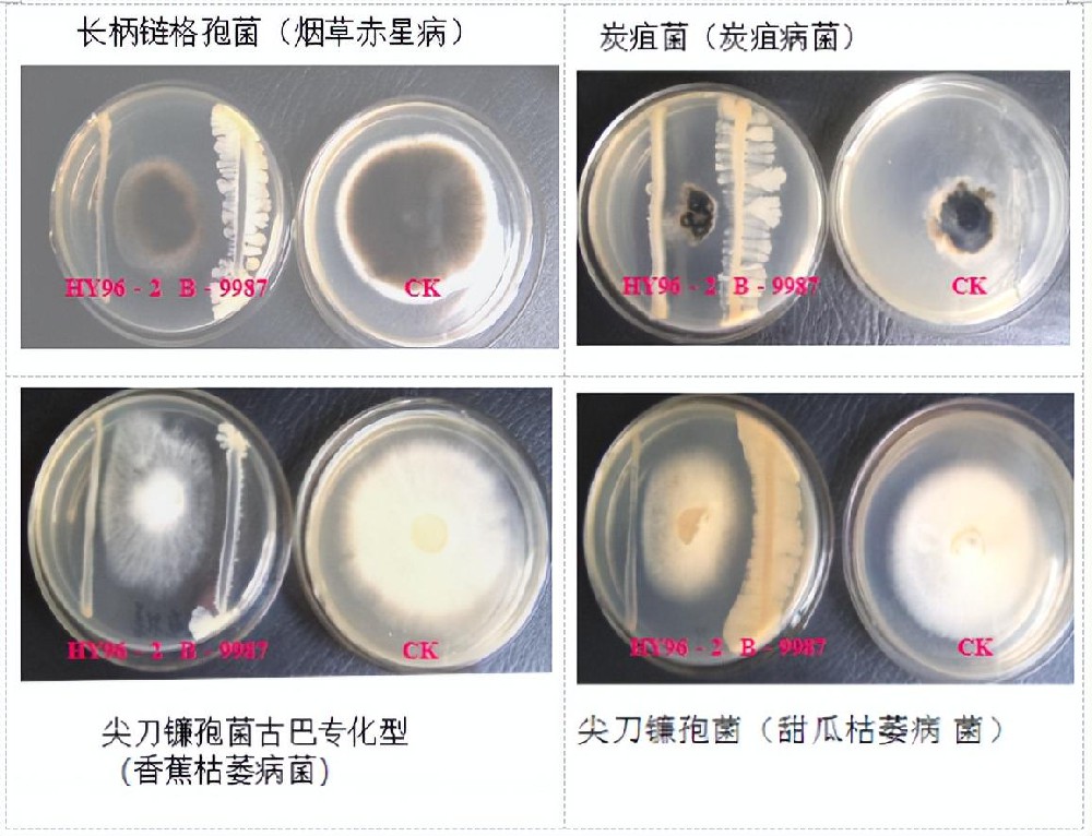 微生物拮抗生物防护机理