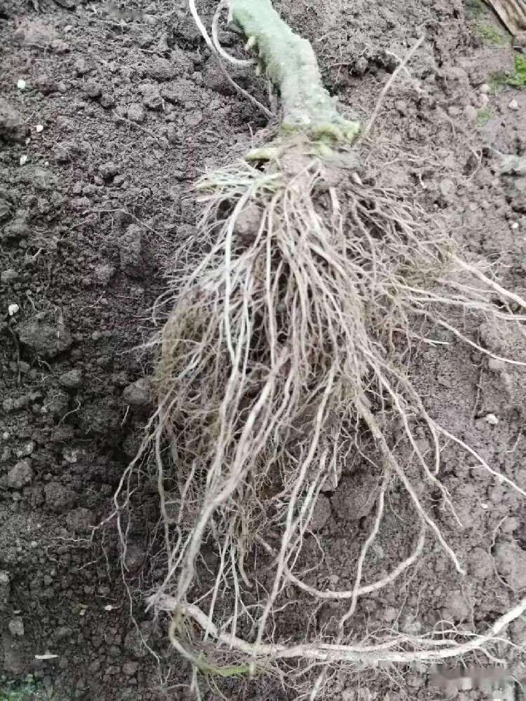冬季根系长势差？学会正确使用微生物肥，让植物根系茁壮成长