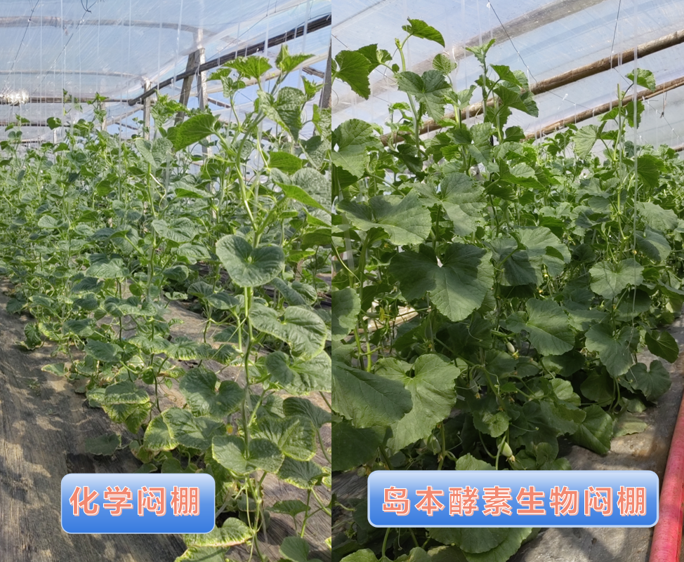 ​夏天采用岛本酵素微生物菌剂进行生物闷棚，这样操作成功率99%