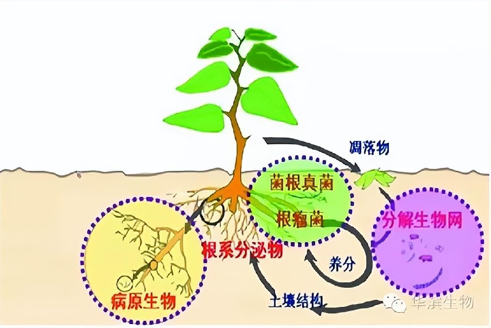 微生物技术在农业取得的成效及应用前景