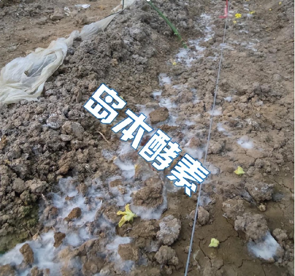 今年生物闷棚产品特别多，生物闷棚菌剂怎么选效果好？