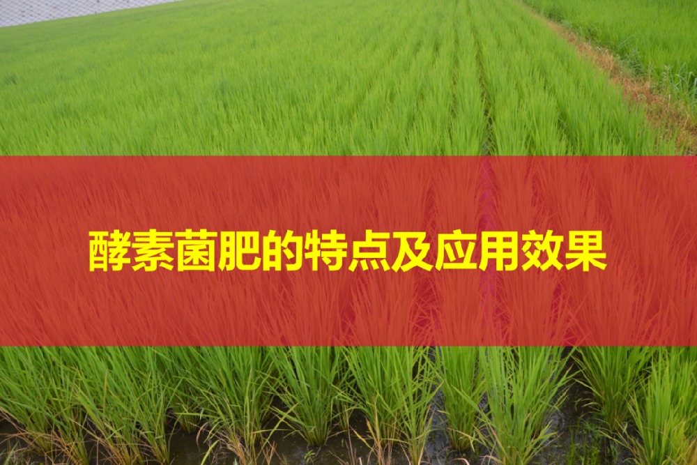 酵素菌肥产品特点及应用功效