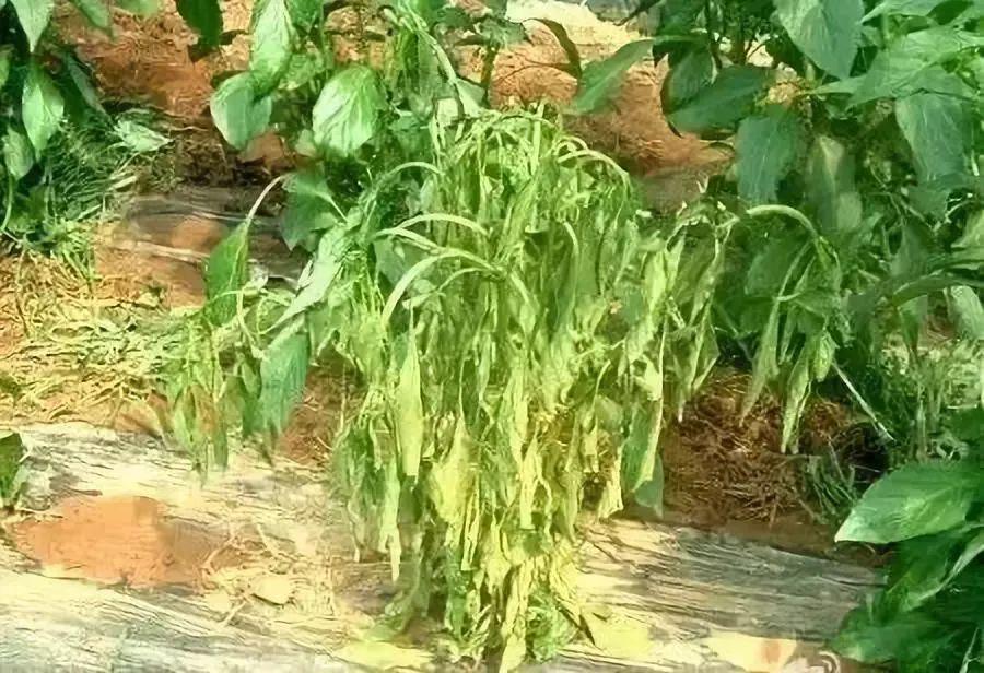 解决重茬问题的钥匙——岛本酵素菌复合微生物技术