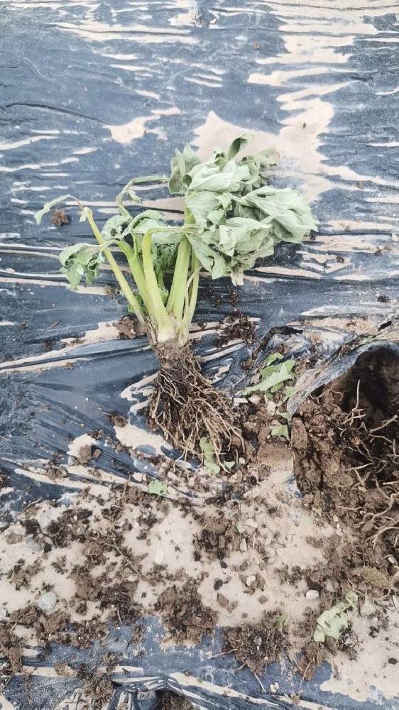 【岛本酵素】芹菜定植后根腐、茎基腐病害严重怎么办？解答来了