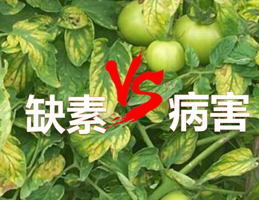 岛本酵素教你怎样区分作物缺素症与病害？