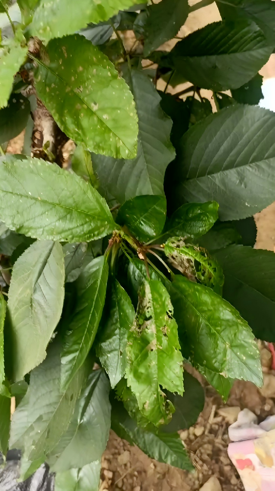樱桃种植树势衰弱，炭疽病、轮纹病、穿孔病混合侵染怎么办？