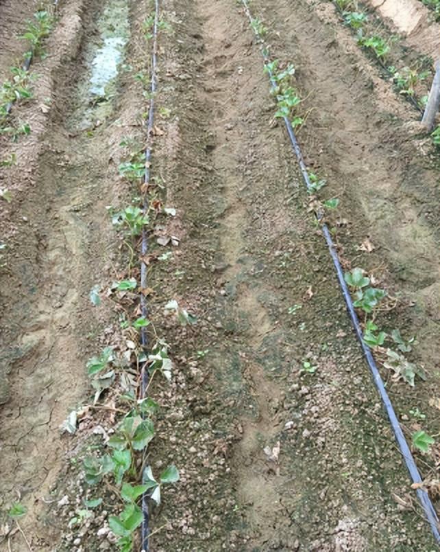 草莓定植后大面积死棵缺苗，苗黄苗弱严重怎么补救？