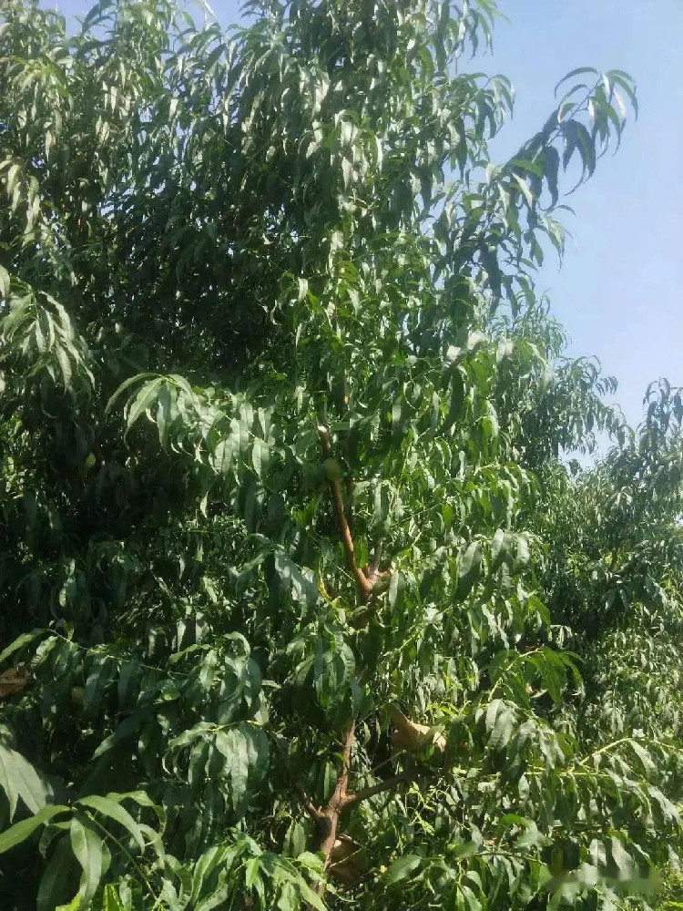 桃树采果后怎么进行施肥管理？