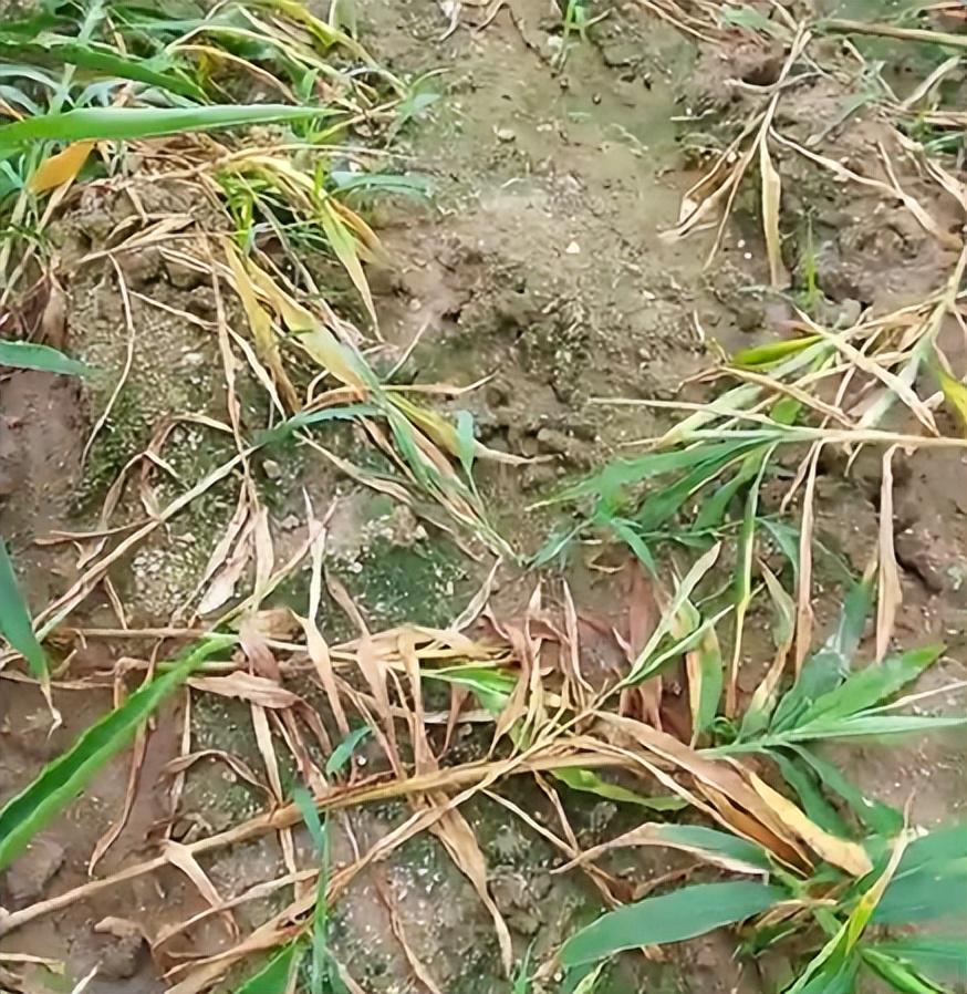 姜瘟还是根腐？大姜涝害黄叶死棵怎么办？