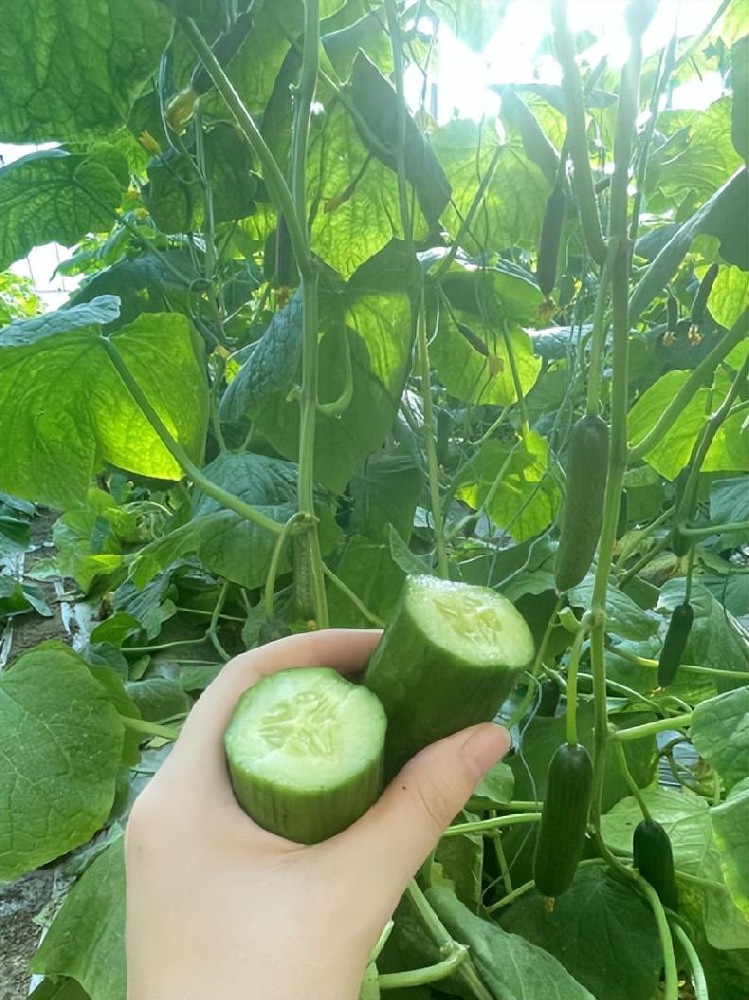 岛本酵素菌技术，不用激素，不用农药，如何结出高品质的水果黄瓜？