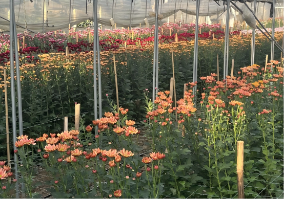 ​岛本酵素菌技术，科技赋能鲜花种植，从土壤改良到根系养护，走中国特色花卉种植之路