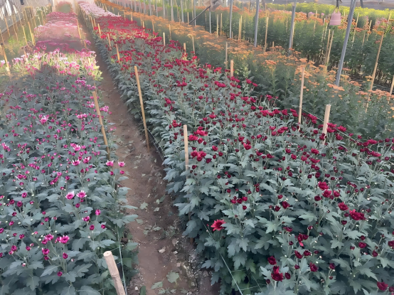 1735786899163490.png 图片7(1).png