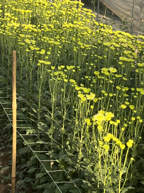 1735786925281335.png 图片8(1).png