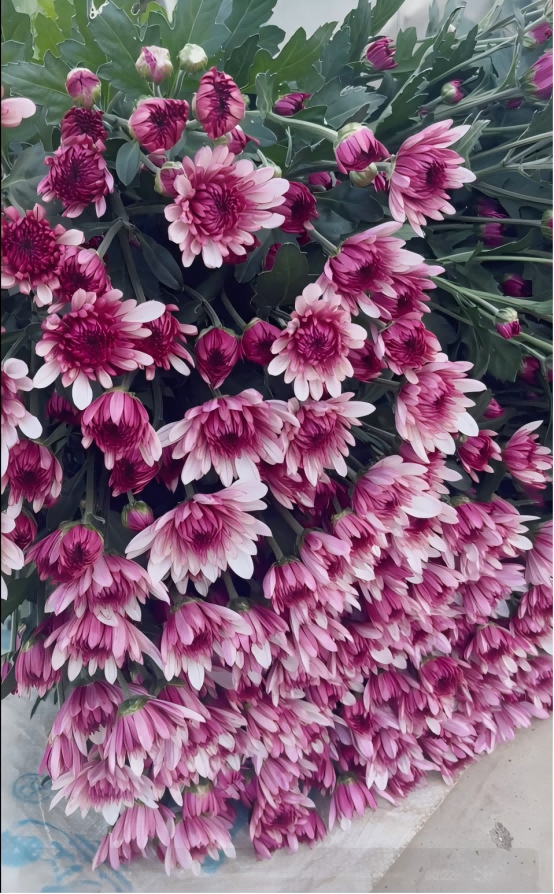 1735786967145851.png 图片9(1).png