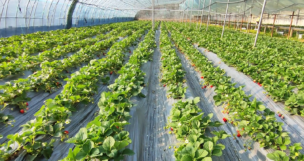 草莓花果盛期管理要点：酵素农业技术让草莓根系旺不早衰，防冻防畸结大果！