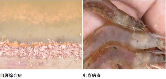 岛本酵素夏季虾类高温疾病诊断与防控指南