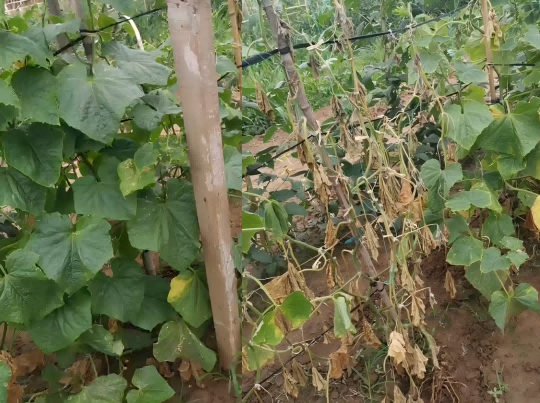 1754373120164499.png 图片7(1).png