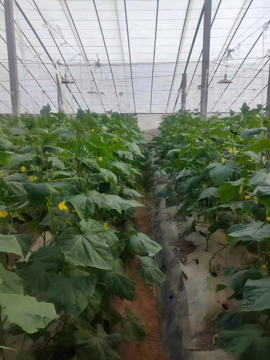 1754373135164565.png 图片8(1).png