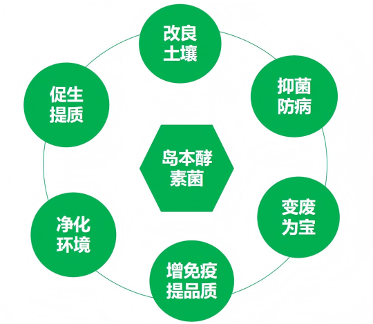 岛本酵素菌肥的功效与作用