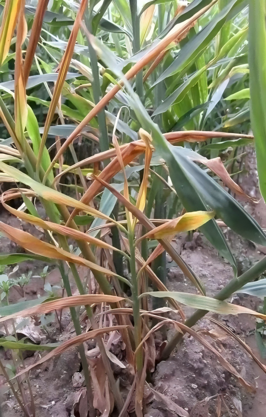 1755309348101110.png 图片2-1d(1).png