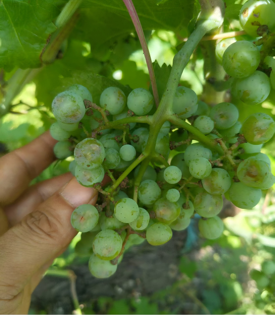 1755310914886866.png 图片2-8(1).png