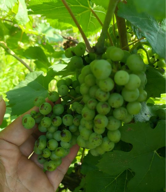 1755310937183962.png 图片2-9(1).png