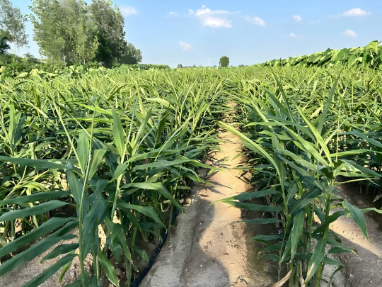 告别大姜红叶,减少细菌真菌病害!岛本酵素农业技术让大姜健康生长!