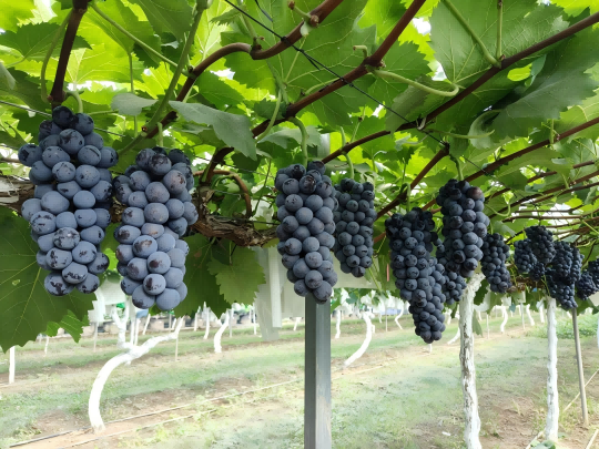 岛本酵素百问百答：葡萄烂果、长斑是怎么回事儿？如何有效预防？