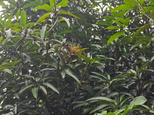 岛本酵素农友百问百答:芒果种植区簇花病、果实蝇、根结线虫、水斑病严重,怎么办?