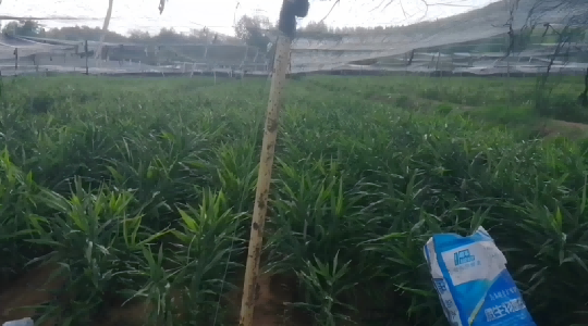 化肥减半,大姜长势“不降反增”!岛本酵素菌肥助力大姜减肥增效——山东乳山生姜种植区探索绿色农业新路径