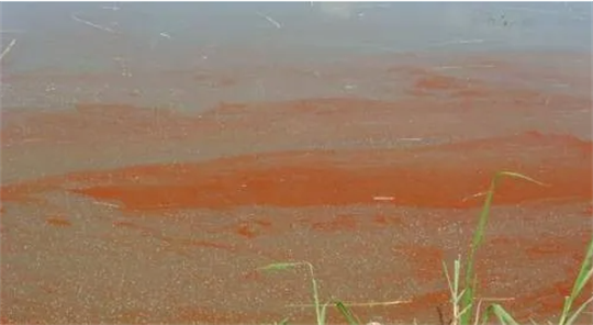岛本酵素百问百答:夏秋两季交替出现红锈水,怎么办?