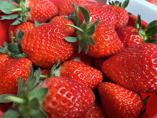 岛本酵素：唤醒草莓的“酵”傲生长力，丰收喜悦触手可及！