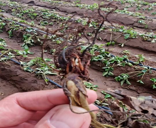 岛本酵素百问百答:粪肥烧苗如何急救:岛本酵素菌根菌一招化解危机!