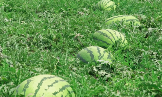 1760602041467503.png 113.png