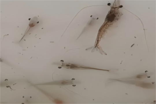 岛本酵素：孢子虫，潜伏在水产养殖背后的“隐形杀手”！如何破解感染迷局？