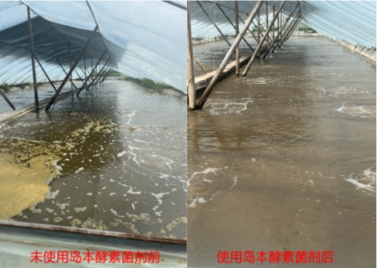 江苏养虾大爷“愁容变笑颜”!岛本酵素一出手,虾塘稳了、产量爆了~