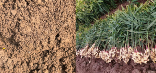 多雨重茬难题破！岛本酵素菌肥护航，今年大姜丰产又优质