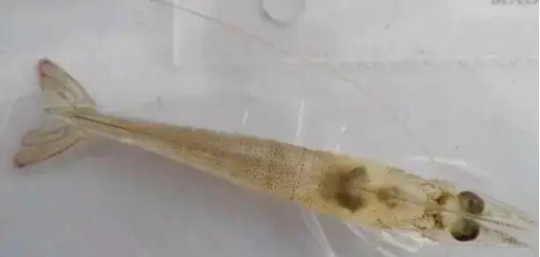 1763012632740230.png 9.png