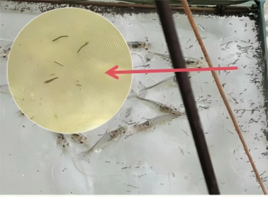 岛本酵素：南美白对虾“看便识病”实战指南