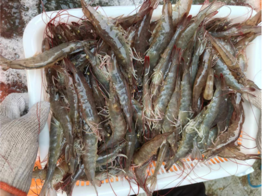 1763946806166026.png 5.png