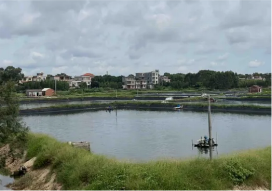 岛本酵素：冬季池塘管理的破局之道