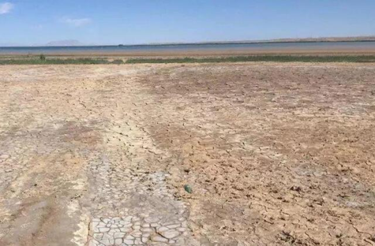 破局盐碱胁迫，筑基农耕沃土——岛本酵素菌的土壤生态焕活之道