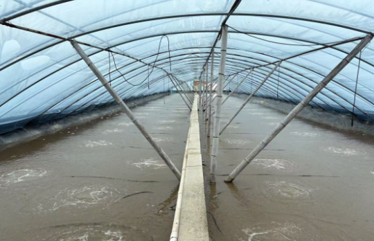 冬棚虾吃料慢、不长个?用岛本酵素菌剂,强消化、稳水质,效益看得见!