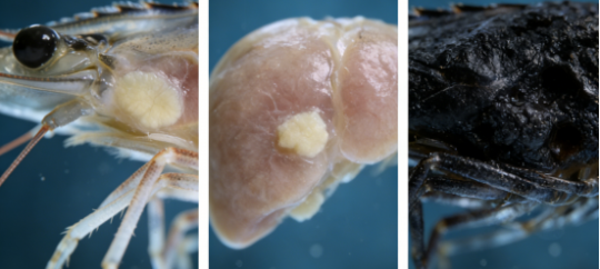 1765863877741869.png 17.png