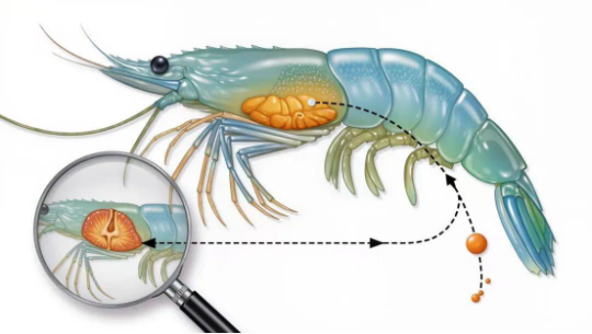 对虾肝脏健康管理指南：精准识别肝弱、肝萎缩、坏死，守护养殖效益