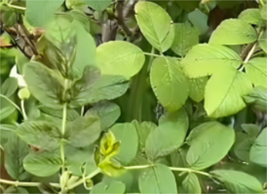 岛本酵素百问百答：叶片颜色发暗是怎么回事？岛本酵素能否解决？