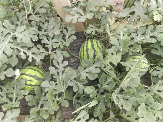 1767087093195701.jpg 43.jpg