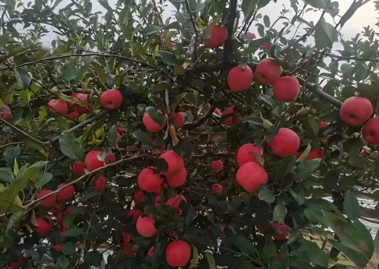 1769131605195943.png gw4(1).png